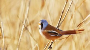 Preview wallpaper bird, nature, background, branches