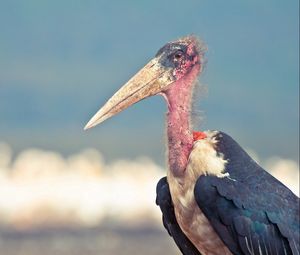 Preview wallpaper bird, nature, beak