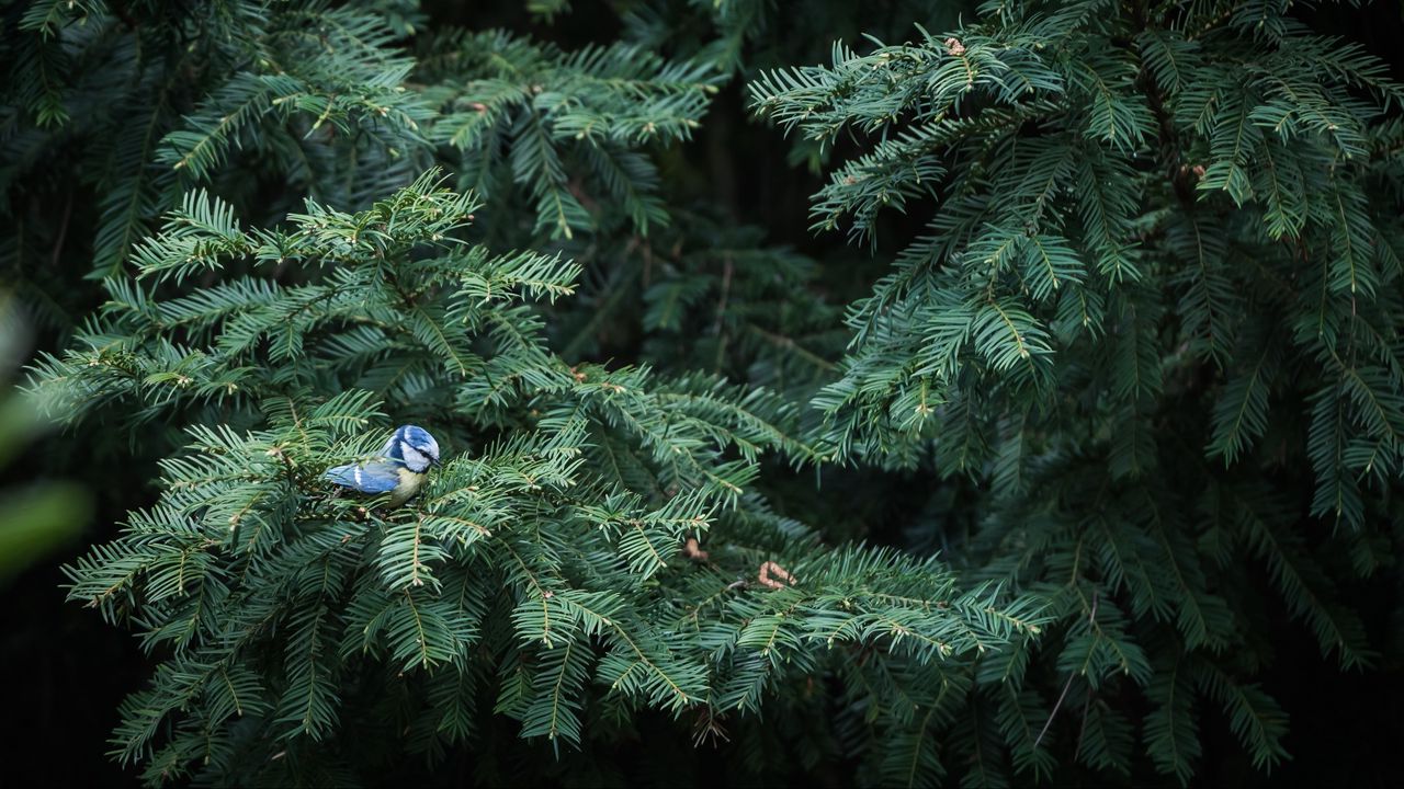 Wallpaper bird, needles, spruce, tree, branches