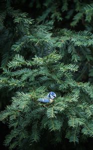 Preview wallpaper bird, needles, spruce, tree, branches