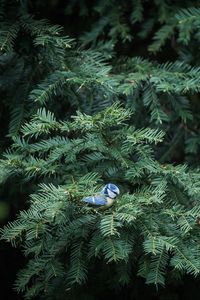 Preview wallpaper bird, needles, spruce, tree, branches