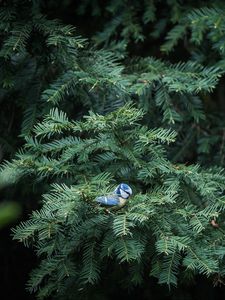 Preview wallpaper bird, needles, spruce, tree, branches