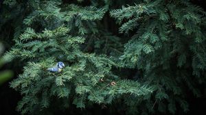 Preview wallpaper bird, needles, spruce, tree, branches