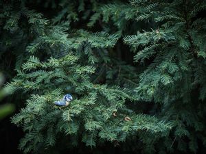 Preview wallpaper bird, needles, spruce, tree, branches