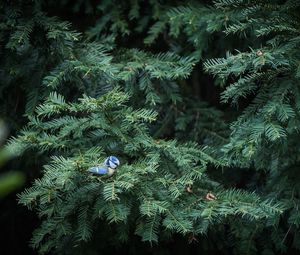 Preview wallpaper bird, needles, spruce, tree, branches