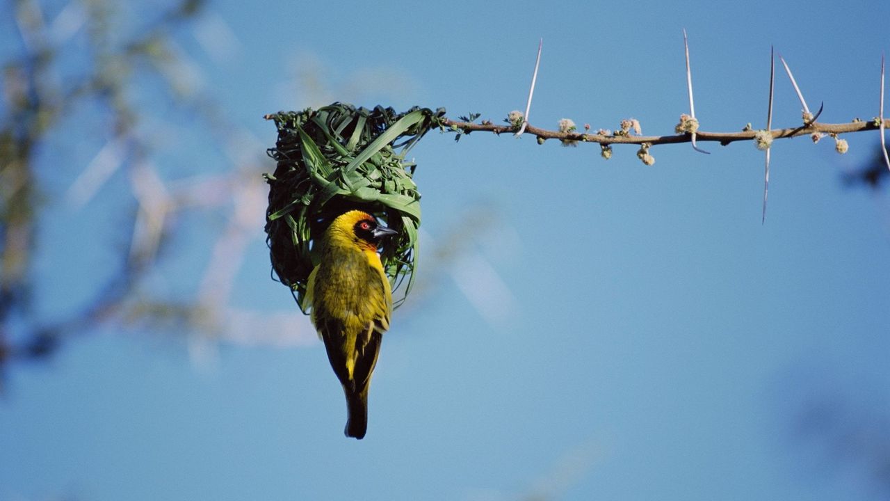 Wallpaper bird, nest, color, sky, branch