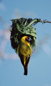 Preview wallpaper bird, nest, color, sky, branch