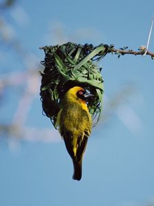 Preview wallpaper bird, nest, color, sky, branch
