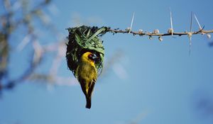 Preview wallpaper bird, nest, color, sky, branch