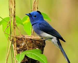 Preview wallpaper bird, nest, color, branches