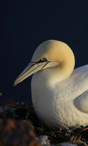 Preview wallpaper bird, nest, seagull