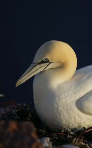 Preview wallpaper bird, nest, seagull