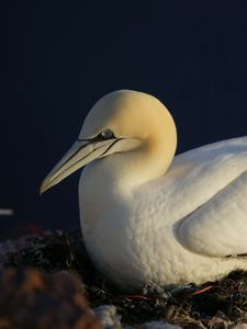 Preview wallpaper bird, nest, seagull