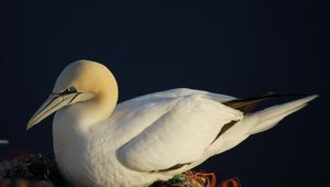 Preview wallpaper bird, nest, seagull