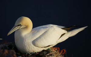 Preview wallpaper bird, nest, seagull