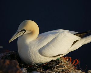 Preview wallpaper bird, nest, seagull