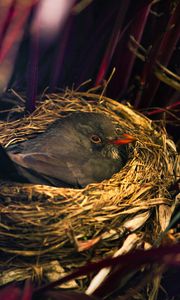 Preview wallpaper bird, nest, sitting, grass