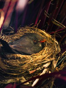 Preview wallpaper bird, nest, sitting, grass