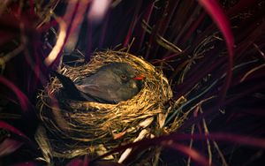 Preview wallpaper bird, nest, sitting, grass