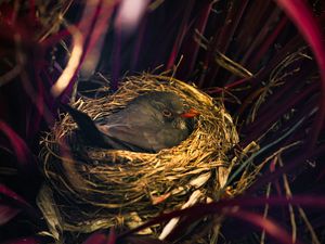 Preview wallpaper bird, nest, sitting, grass