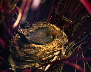 Preview wallpaper bird, nest, sitting, grass