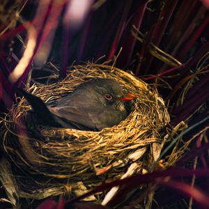 Preview wallpaper bird, nest, sitting, grass