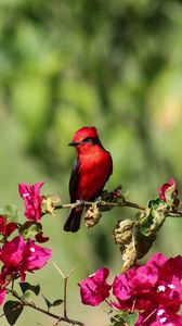 Preview wallpaper bird, northern cardinal, red, flowers