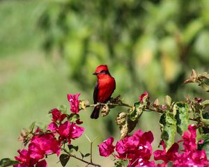 Preview wallpaper bird, northern cardinal, red, flowers