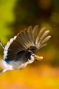 Preview wallpaper bird, nuts, flight, blur