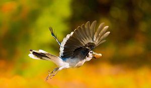 Preview wallpaper bird, nuts, flight, blur