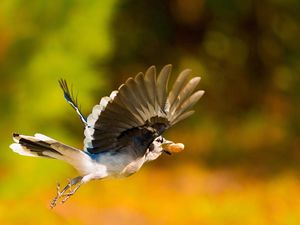 Preview wallpaper bird, nuts, flight, blur