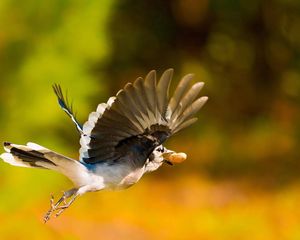 Preview wallpaper bird, nuts, flight, blur