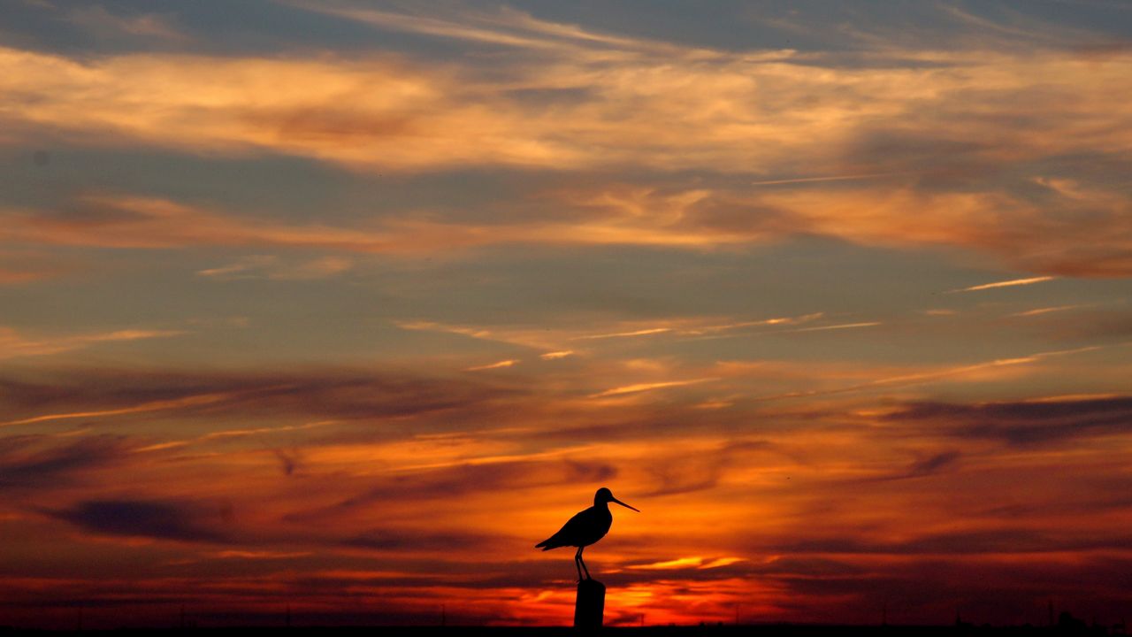 Wallpaper bird, outlines, decline, evening, orange, sky