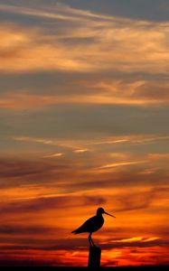 Preview wallpaper bird, outlines, decline, evening, orange, sky