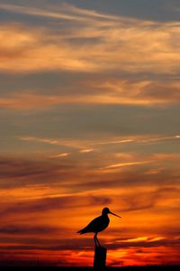 Preview wallpaper bird, outlines, decline, evening, orange, sky