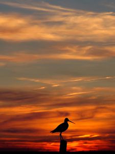 Preview wallpaper bird, outlines, decline, evening, orange, sky