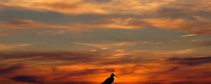 Preview wallpaper bird, outlines, decline, evening, orange, sky