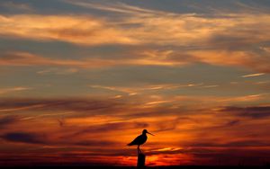 Preview wallpaper bird, outlines, decline, evening, orange, sky