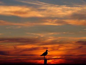 Preview wallpaper bird, outlines, decline, evening, orange, sky