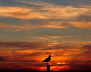 Preview wallpaper bird, outlines, decline, evening, orange, sky