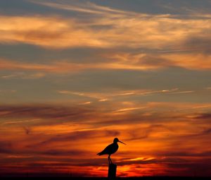 Preview wallpaper bird, outlines, decline, evening, orange, sky