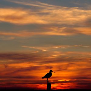 Preview wallpaper bird, outlines, decline, evening, orange, sky