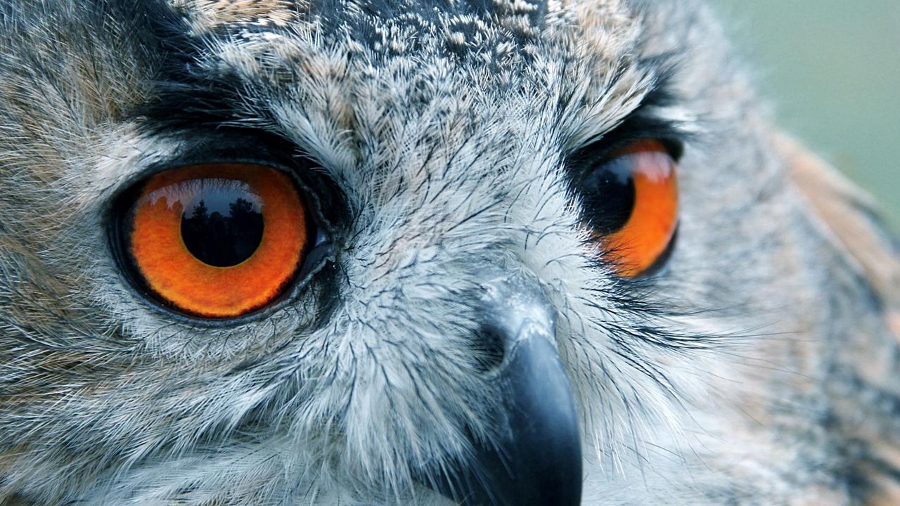 Wallpaper bird, owl, eyes, reflection, head