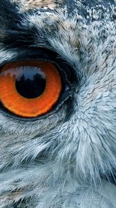 Preview wallpaper bird, owl, eyes, reflection, head