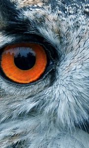 Preview wallpaper bird, owl, eyes, reflection, head