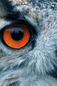 Preview wallpaper bird, owl, eyes, reflection, head