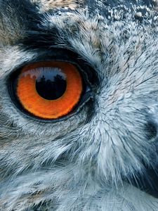 Preview wallpaper bird, owl, eyes, reflection, head