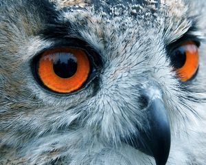 Preview wallpaper bird, owl, eyes, reflection, head