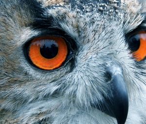 Preview wallpaper bird, owl, eyes, reflection, head