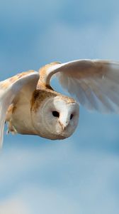 Preview wallpaper bird, owl, nature, sky, flight
